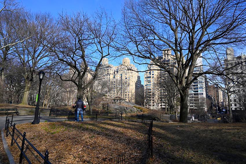 Bare winter trees in Central Park with Manhattan apartment buildings rising behind.