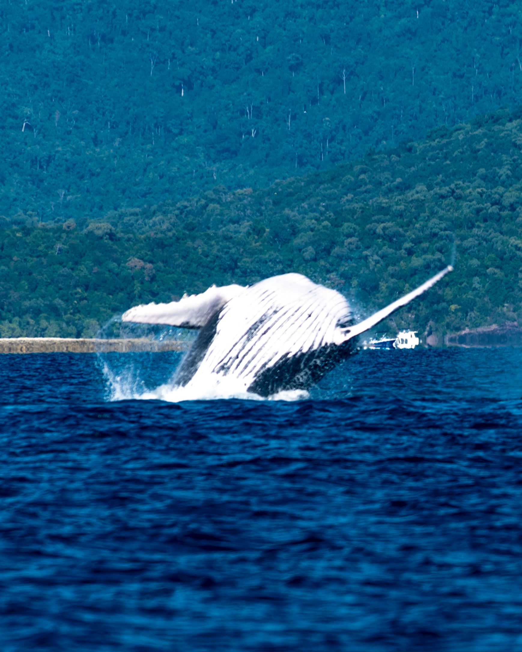 A humpback whale breaching almost fully clear of the water, silhouetted against a green headland with whale-watching boats nearby.