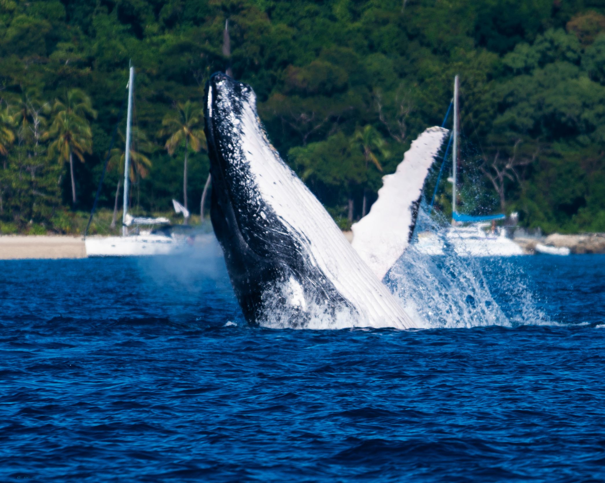 A humpback whale breaching close to shore with anchored yachts and palm trees in the background.