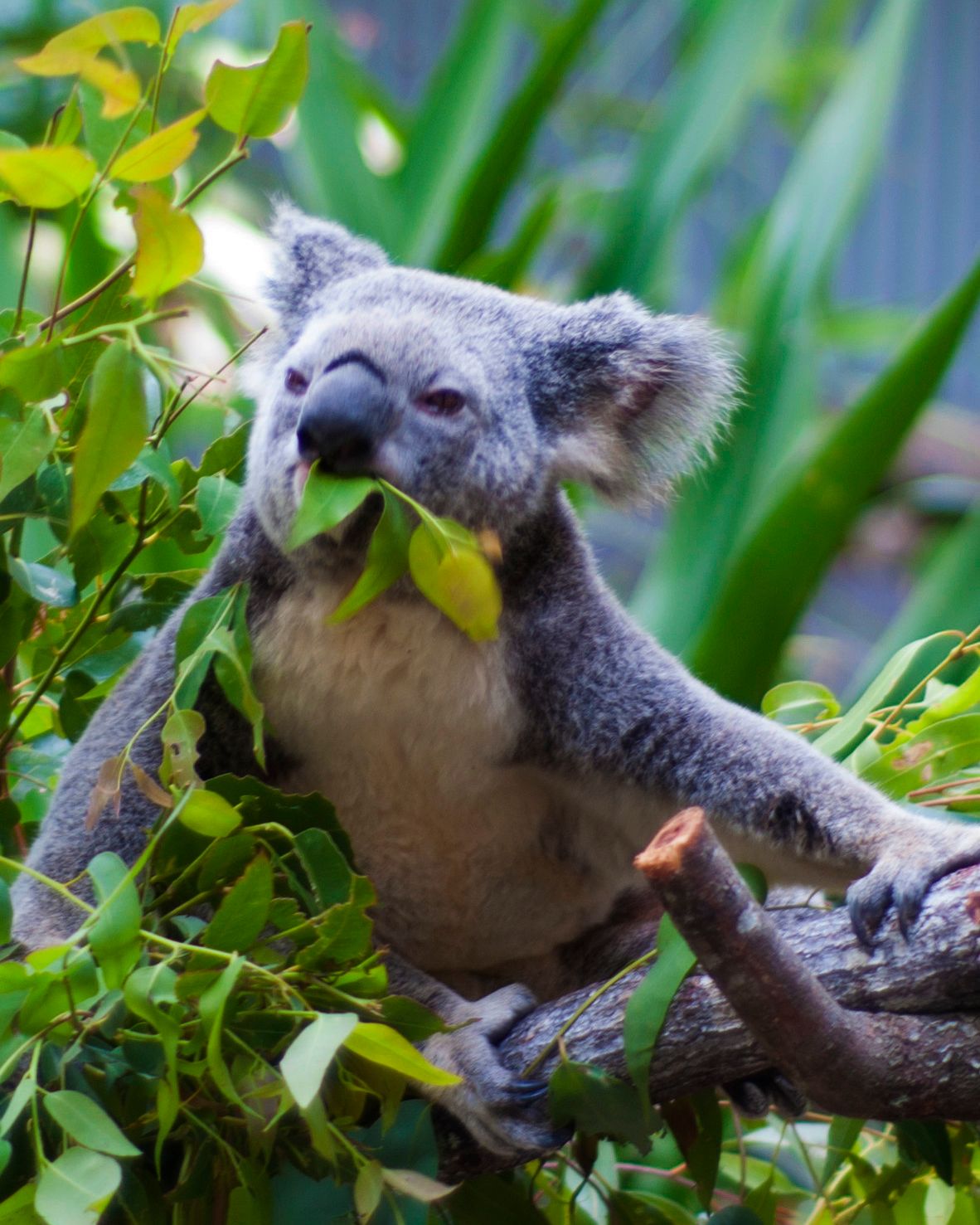 A koala sitting in a eucalyptus tree, eating a leaf while gripping a branch.