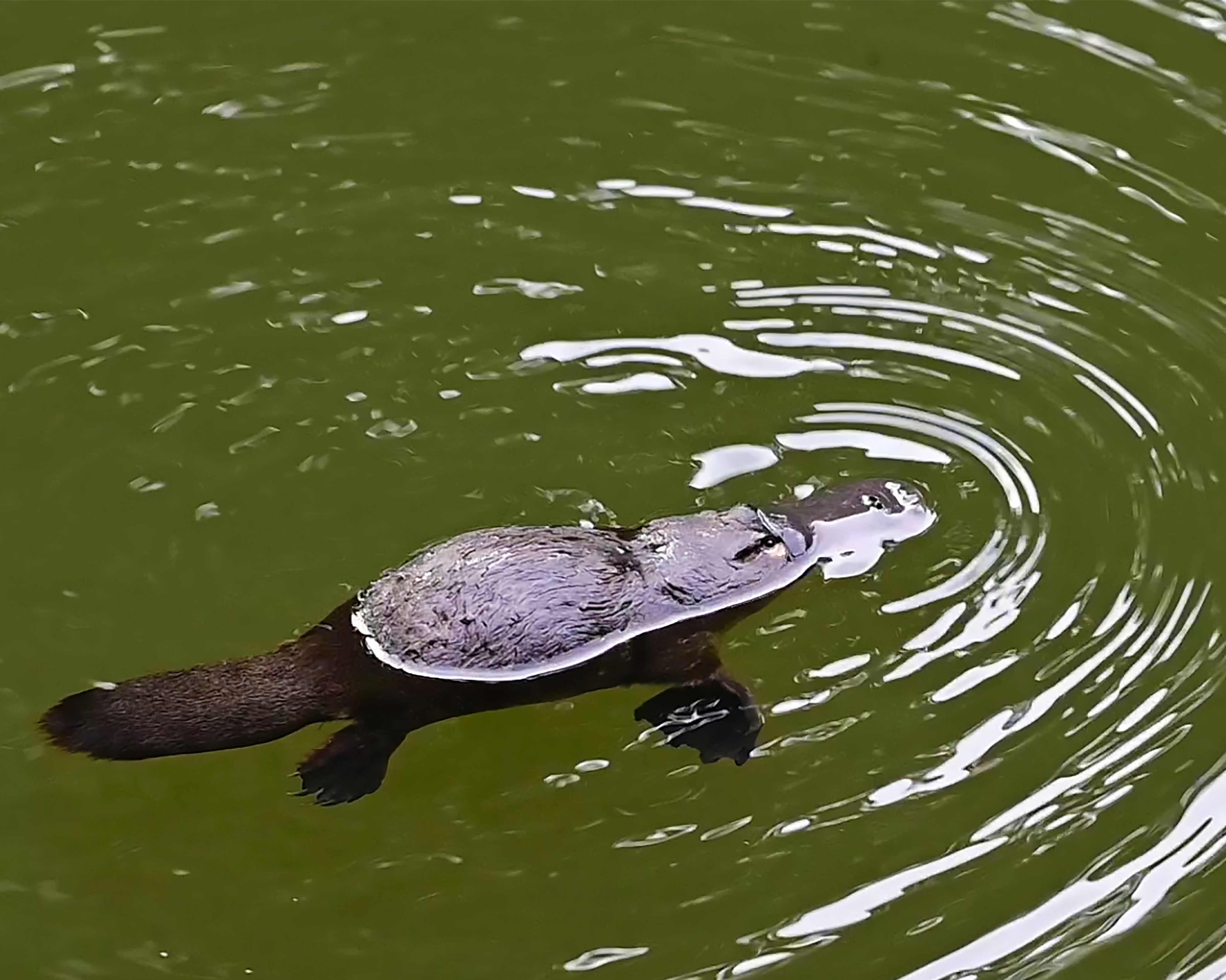 A platypus swimming across the surface of a still, green freshwater pool at dawn.