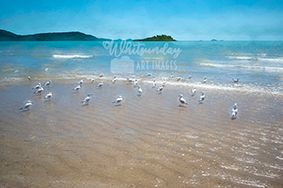 A flock of terns standing on a wet sandbar with Whitsunday islands in the distance.