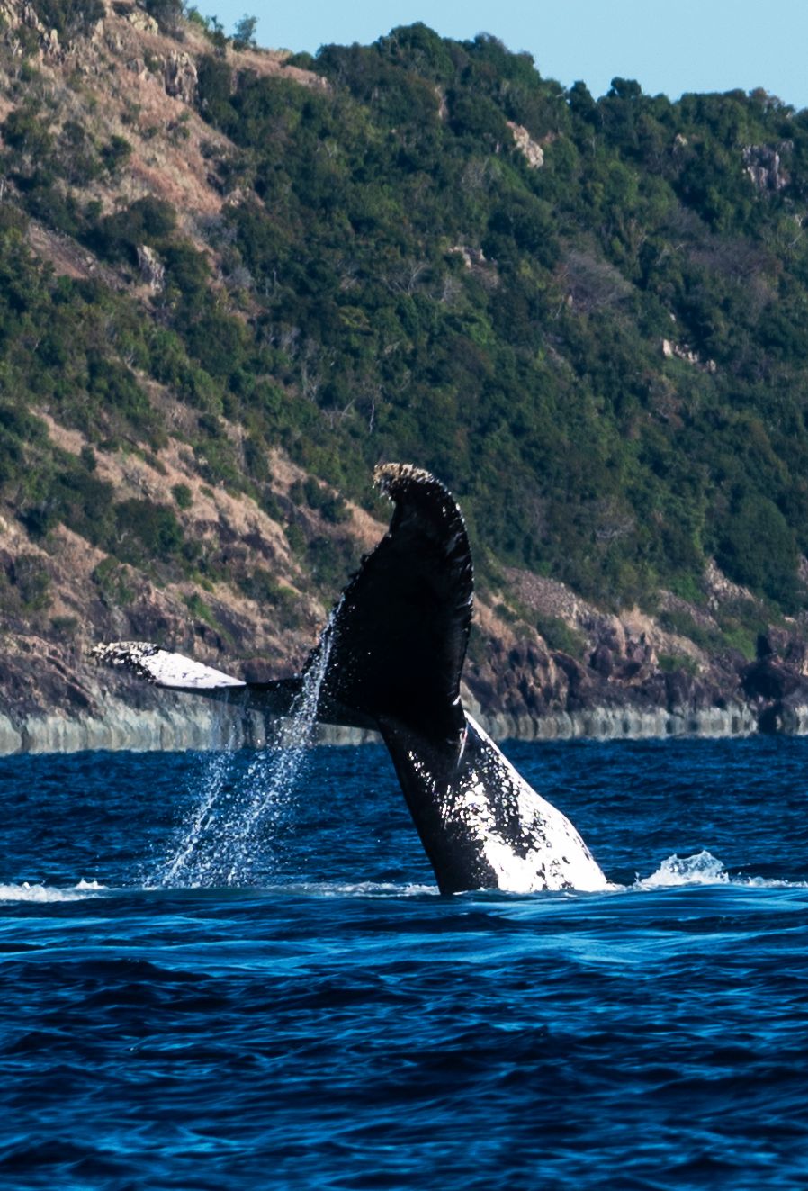 A humpback whale's tail raised above the water with a forested Whitsunday island headland behind it.