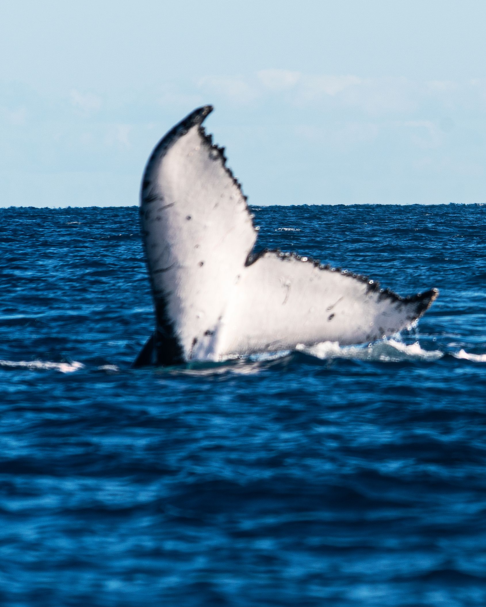 A humpback whale's tail fluke lifting out of blue ocean water off the Whitsundays.