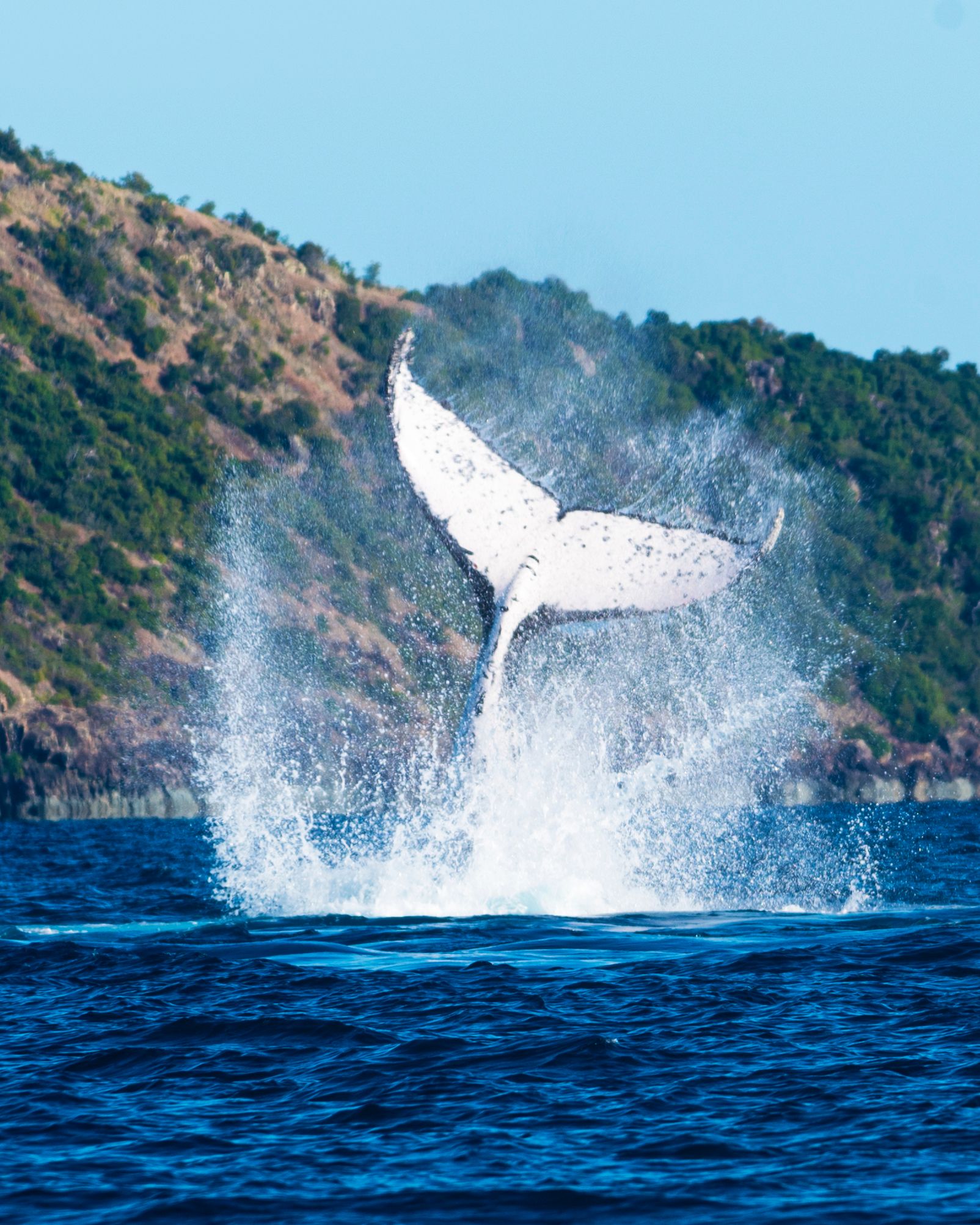 A humpback whale's tail slapping down into the water in a burst of spray, backed by a green island hillside.